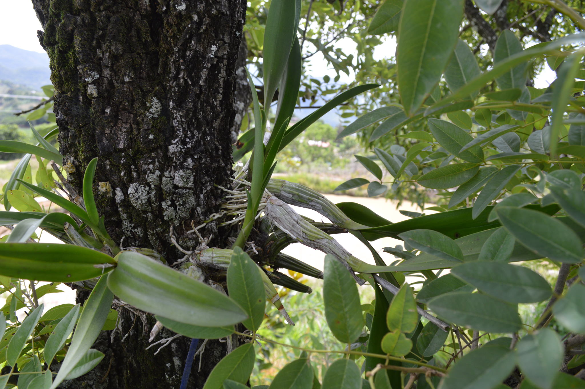 Laelia autumnalis alba